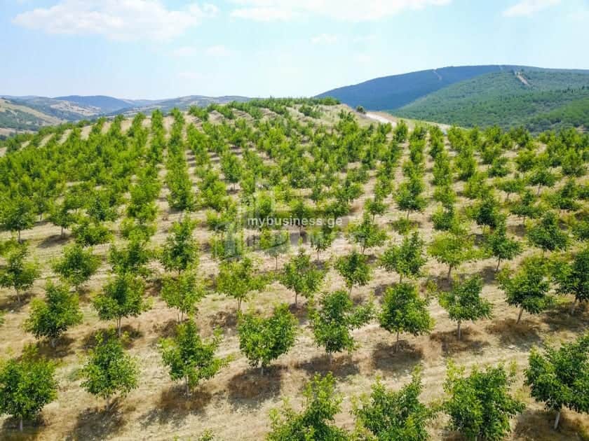 იყიდება აგრობიზნესი კასპში (9/20)