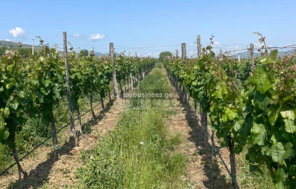 იყიდება ღვინის ქარხანა კასპში (14/20)