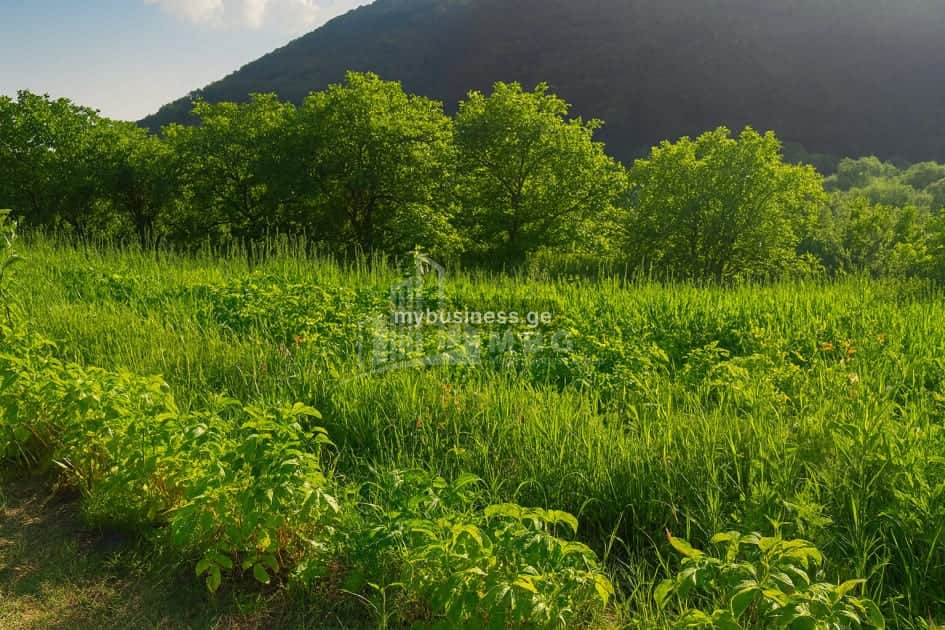 იყიდება მიწის ნაკვეთი (11/12)