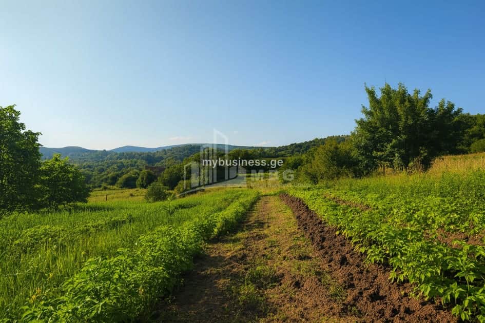 იყიდება მიწის ნაკვეთი (7/12)
