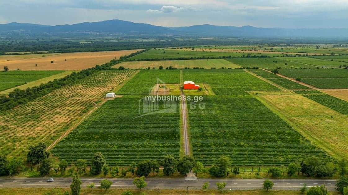 იყიდება ღვინის ქარხანა თელავში (14/20)