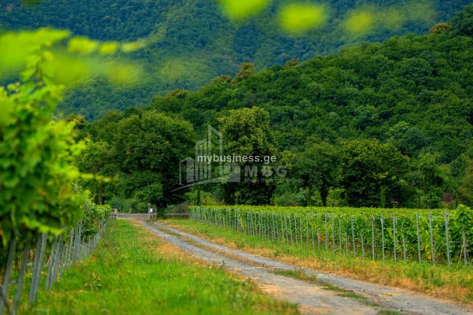 იყიდება ღვინის ქარხანა თელავში (20/20)