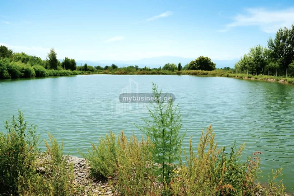 იყიდება აგრობიზნესი თელავში (7/20)