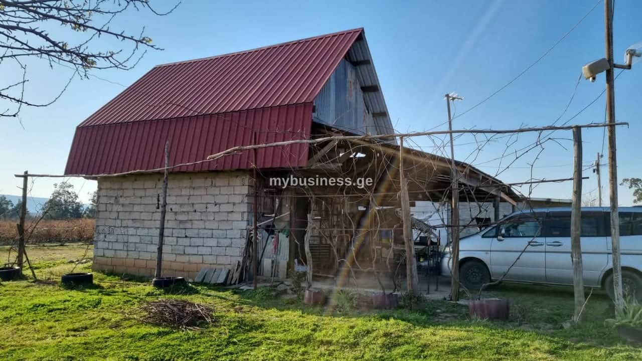 იყიდება მოცვის პლანტაცია ზუგდიდში (5/10)