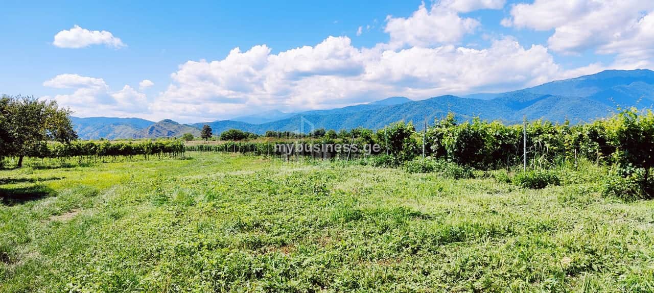 იყიდება მიწის ნაკვეთი ყვარელში (14/20)