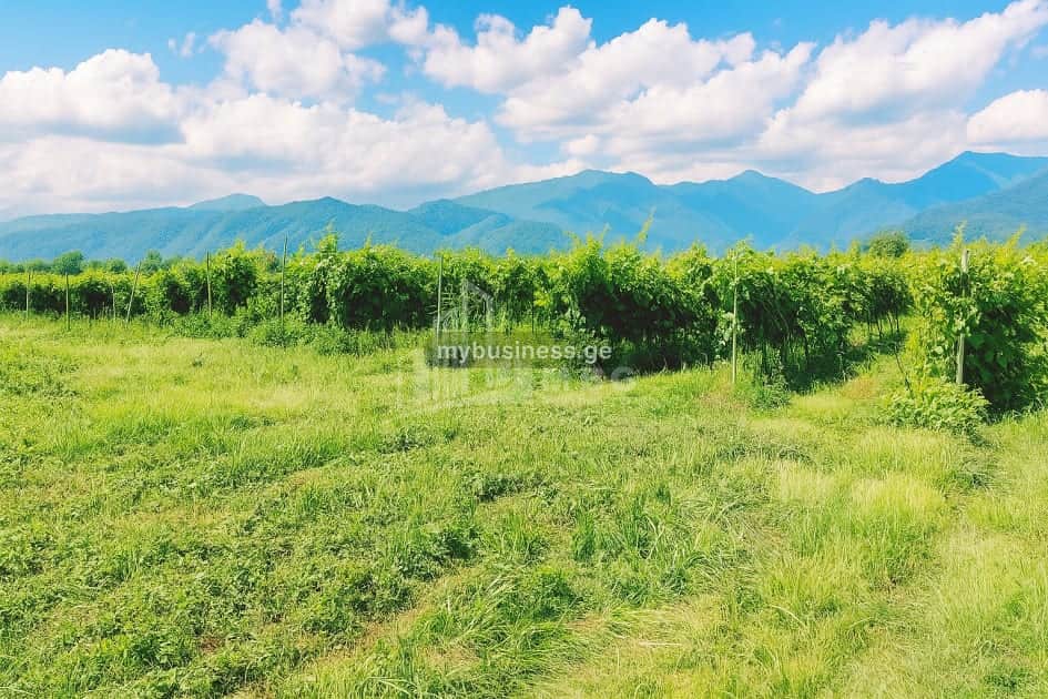 იყიდება მიწის ნაკვეთი ყვარელში (8/20)