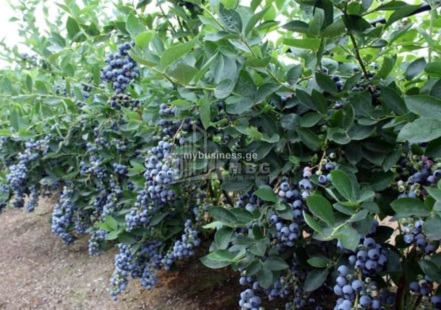 იყიდება მიწის ნაკვეთი ზუგდიდში (11/20)