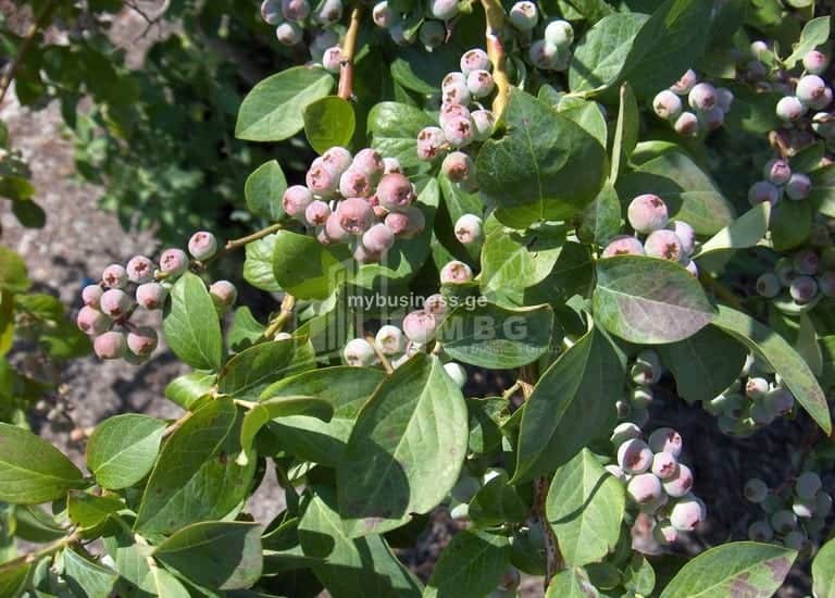 იყიდება მიწის ნაკვეთი ზუგდიდში (12/20)