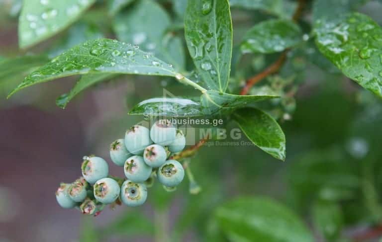 იყიდება მიწის ნაკვეთი ზუგდიდში (14/20)