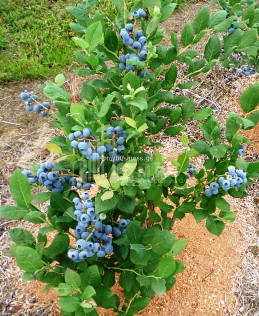 იყიდება მიწის ნაკვეთი ზუგდიდში (15/20)