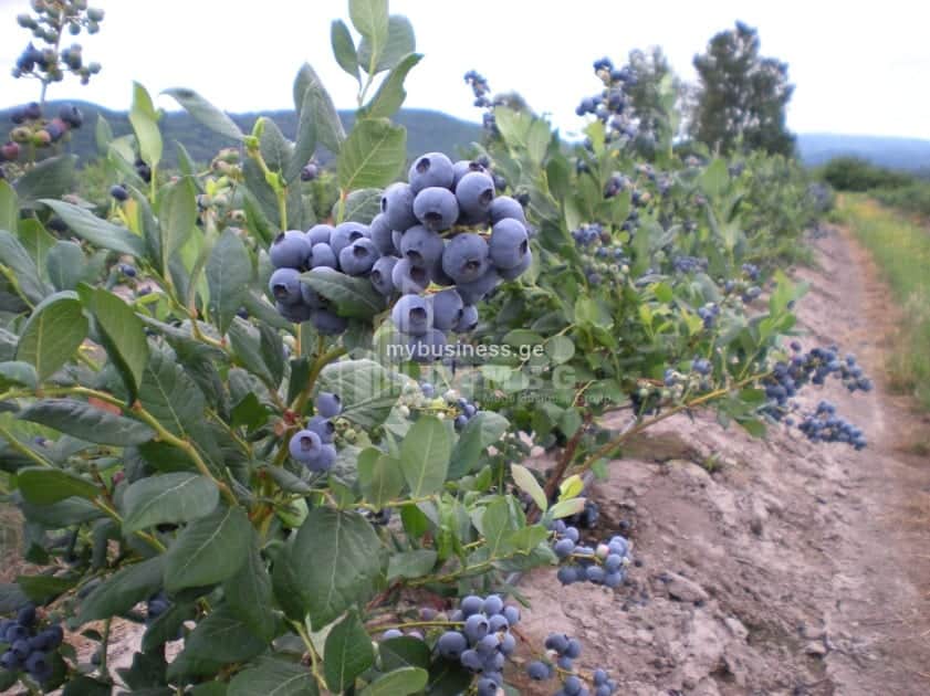 იყიდება მიწის ნაკვეთი ზუგდიდში (16/20)