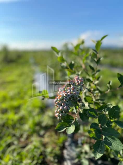 იყიდება მიწის ნაკვეთი ზუგდიდში (19/20)