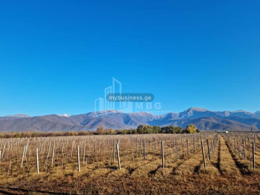 იყიდება მიწის ნაკვეთი ყვარელში (16/20)