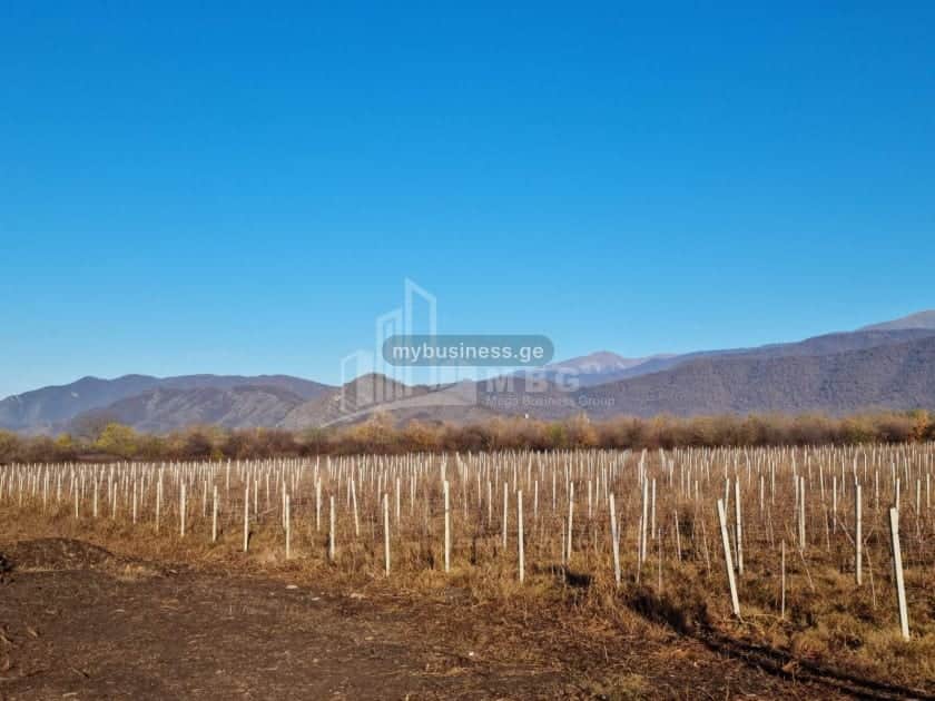 იყიდება მიწის ნაკვეთი ყვარელში (17/20)