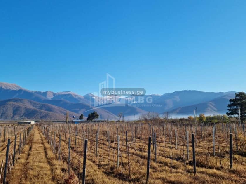 იყიდება მიწის ნაკვეთი ყვარელში (18/20)