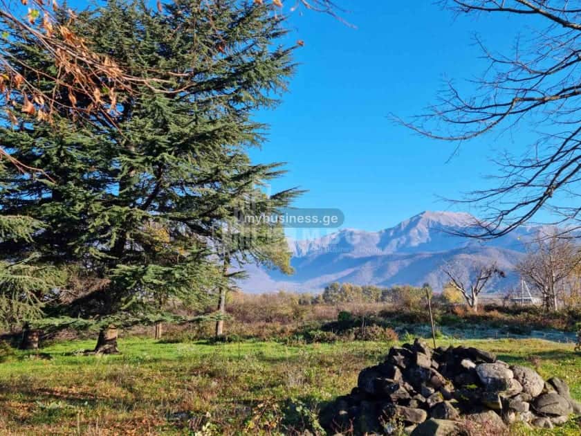 იყიდება მიწის ნაკვეთი ყვარელში (6/20)