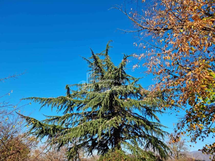 იყიდება მიწის ნაკვეთი ყვარელში (8/20)
