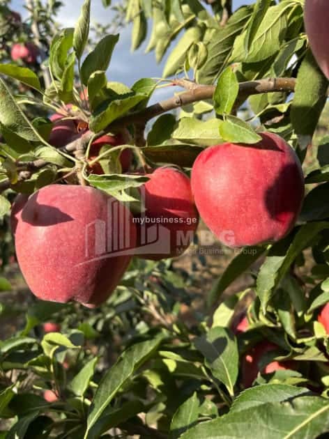 იყიდება მიწის ნაკვეთი გორში (8/8)