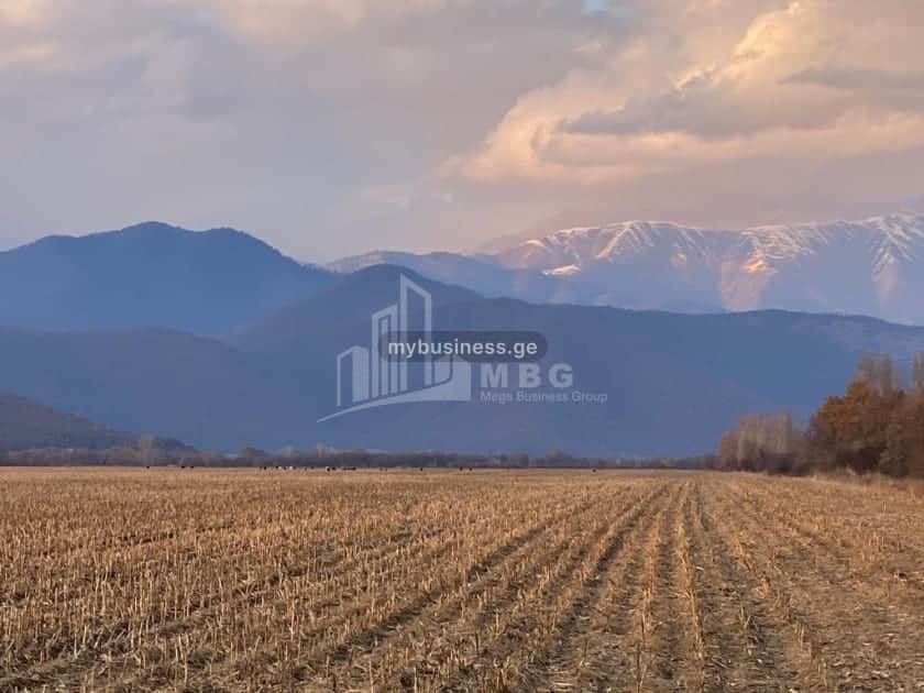 იყიდება მიწის ნაკვეთი თელავში (17/20)