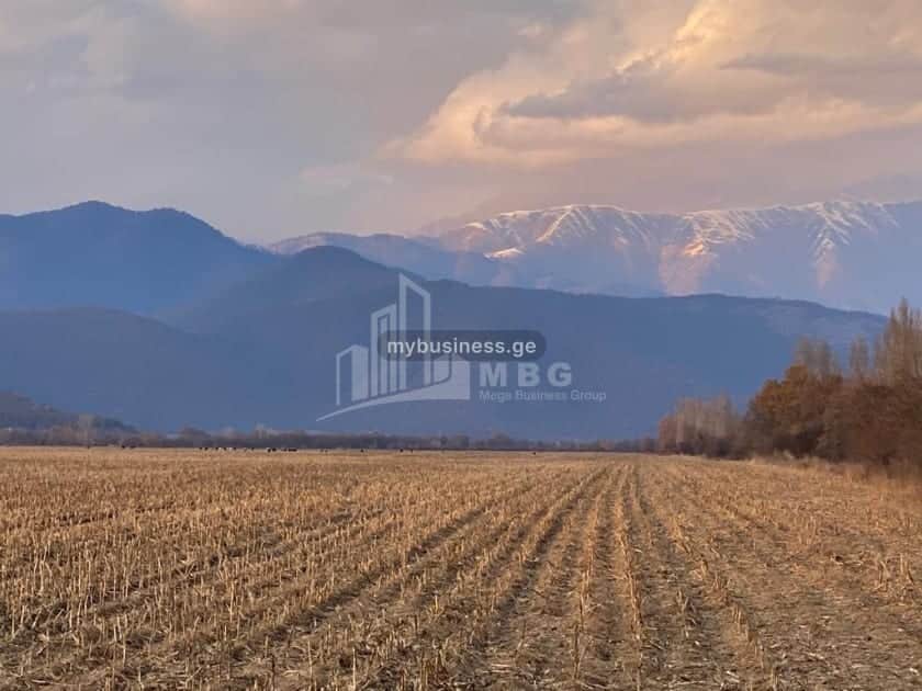 იყიდება მიწის ნაკვეთი თელავში (18/20)