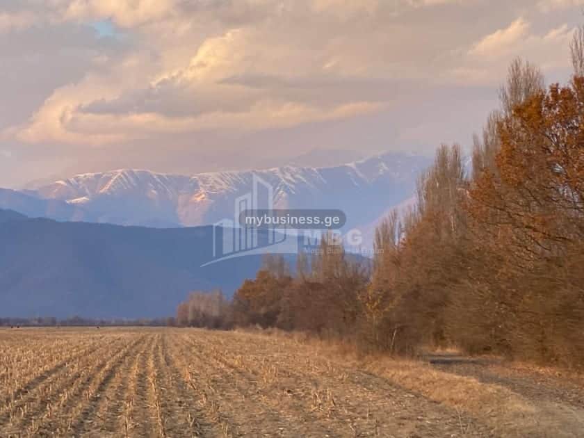 იყიდება მიწის ნაკვეთი თელავში (20/20)