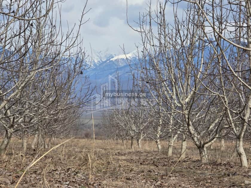 იყიდება მიწის ნაკვეთი თელავში (8/9)