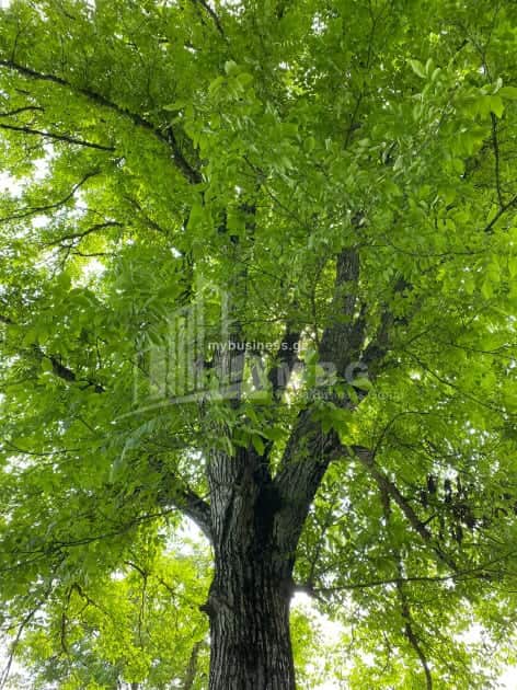 იყიდება მიწის ნაკვეთი (8/15)