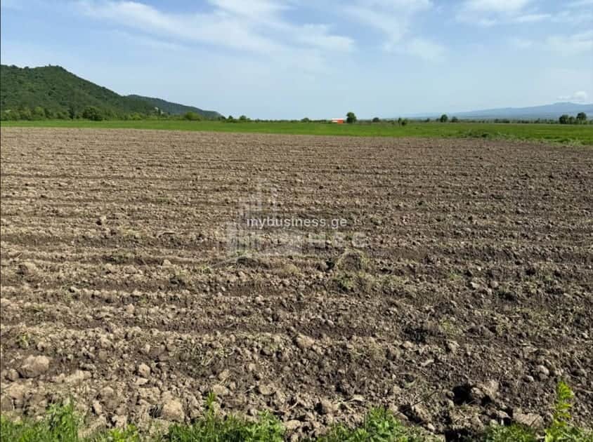 იყიდება აგრობიზნესი თელავში (11/11)
